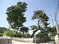 삼수마을 당산나무 전경 썸네일 이미지