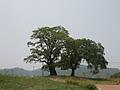 신전리 당산나무 전경 썸네일 이미지