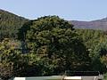 평산마을 당산나무 전경 썸네일 이미지