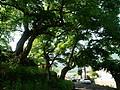 매곡마을 느티나무 전경 썸네일 이미지