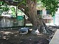 백록리 중리마을 느티나무 전경 썸네일 이미지