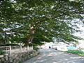 삼감리 느티나무 전경 썸네일 이미지