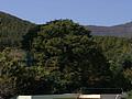 평산동 느티나무 전경 썸네일 이미지