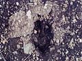 밀밭늪에서 발견된 고라니 발자국 썸네일 이미지