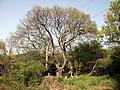 가산마을 당산나무 전경 썸네일 이미지