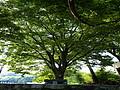 삼감마을 당산나무 전경 썸네일 이미지