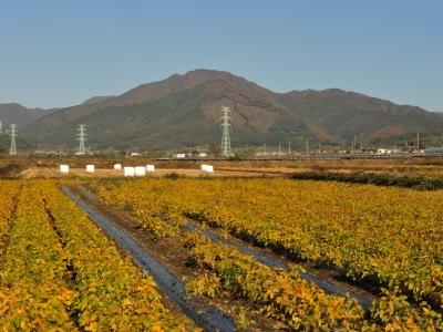 삼봉산 전경 썸네일 이미지