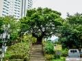 도원동 느티나무 썸네일 이미지